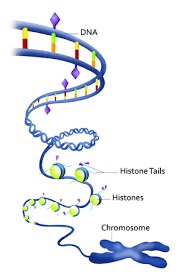 Human Genome